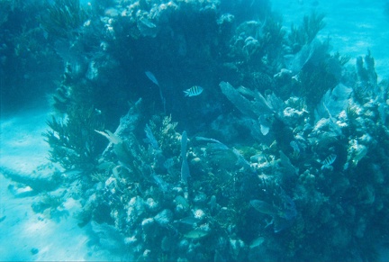 Bacalar Chico Coral1